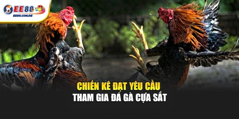 Chiến kê đạt yêu cầu tham gia đá gà cựa sắt