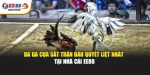 EE88 Đá Gà Cựa Sắt – Cuộc Đấu Căng Thẳng Từng Giây