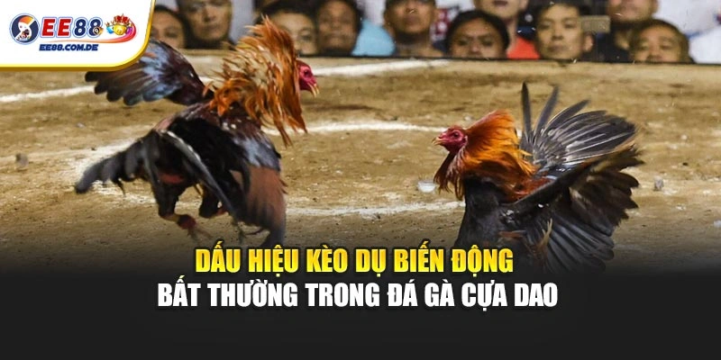 Dấu hiệu kèo dụ biến động bất thường trong đá gà cựa dao