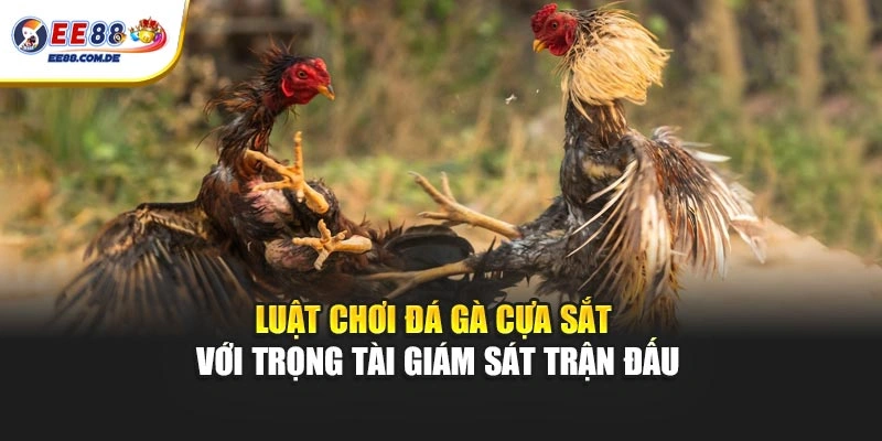 Luật chơi đá gà cựa sắt với trọng tài giám sát trận đấu