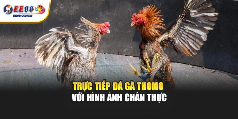 Trực tiếp đá gà Thomo với hình ảnh chân thực